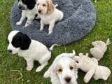 Cocker spaniel hvalpe 