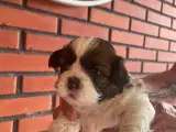 Shih tzu hvalpe  - 4