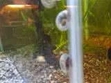 Snegle