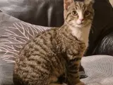 Kattekilling 