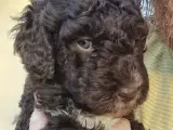 Spanske vandhunde hvalpe - allergivenlige - 5