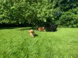 Mini Golden Doodle F1B babyer  - 4