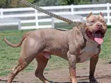 American Bully  - 3