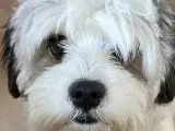 Familievenlig cavapoo til avl
