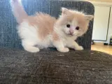 Maine coon killinger uden tavle - 5