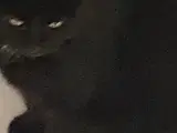 Kælekat
