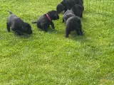 Labrador F1 hvalpe, alle reserveret  - 5