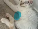 NYE BILLEDER, Superskøn Ragdoll han- - 5