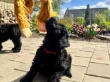Cavapoo-hvalpe 4 tilbage - 2