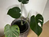 Plante