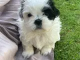 Shih tzu hvalpe  - 2