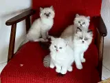 Ragdoll killinger  - 2