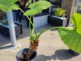 Stueplante