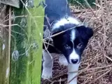 Border Collie Hvalpe - 3