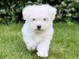 Coton de tulear hvalpe. - 3