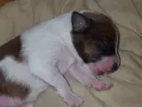 Jack Russel / Fox Terrier Hvalpe