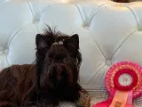 Smuk Unik Chokolade Yorkshire Terrier - 2