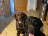 Skønne Labradorhvalpe sælges - 4