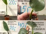 Mange smukke stueplanter