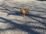 Labrador tilbydes til avl