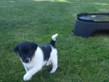 Dansk svensk gårdhund 