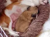Chihuahua hvalpe 