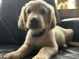 Golden retriever hvalpe - 3