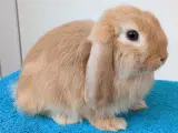 Minilop/dværgvædder kaninunge sælges 