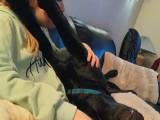 Jagthunde hvalpe af hønsehund og labrador - 5