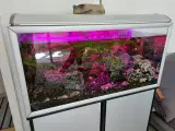 Akvariom med fisk
