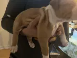 Dejlige American Bully hvalpe - 4