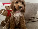 smukkeste Cockapoo - 5