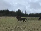 Smart welsh pony