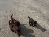 2 Generations Maltipoo - 4