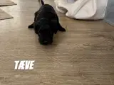 F1 cavapoo hvalpe  - 3