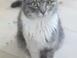 Dejlig Hun Kat