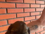 Shih tzu hvalpe  - 5