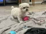 Maltipoo babyer er rejseklar nu ! - 3
