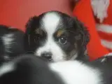 Cavalier / Dansk Svensk blanding med 2 års garanti - 2