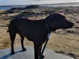 Brun labrador hvalpe sælges  - 3