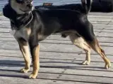 Mini Pinscher hanhund til parring 