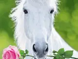 Hvid hest med rose   10 kr. eller 3 for 20 kr.