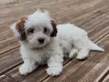Bichon Havanais hundehvalpe  - 4