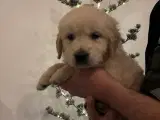 Golden Retriever hvalp