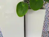 Urtepotter