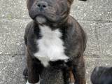 Staffordshire Bull terrier 