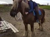 Hest søger låne