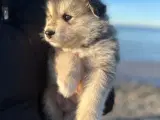 Finske Lapphundehvalpe søger nye, kærlige hjem - 5