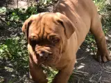 Dogue de boderaux hvalp 