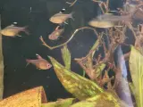 Akvarier fisk